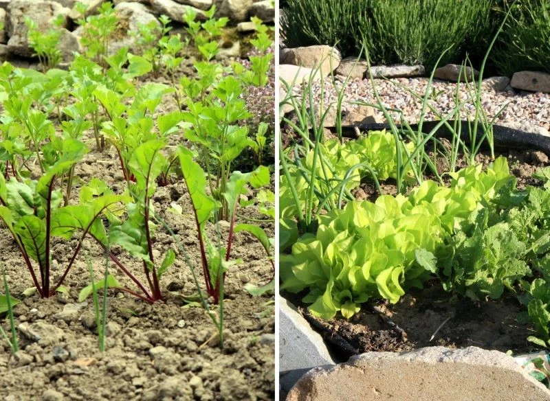 Niektóre warzywa najlepiej będzie posadzić z dala od innych np