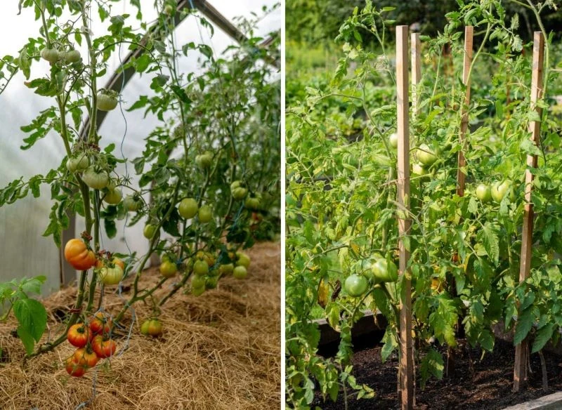 W zależności od tego, co masz pod ręką, możesz poprowadzić krzaczki pomidorów po sznurkach (mniejsze i lżejsze odmiany) lub drewnianych palikach