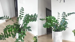 Prosta metoda na opadającego zamiokulkasa. Będzie strzelisty i wypuści nowe liście. Fot.Ewa Leśniewska/ Deccoria.pl