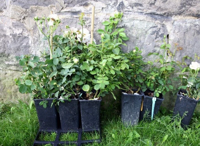 Sadzonki w pojemnikach ukorzenią się w maju szybciej niż te z gołym korzeniem