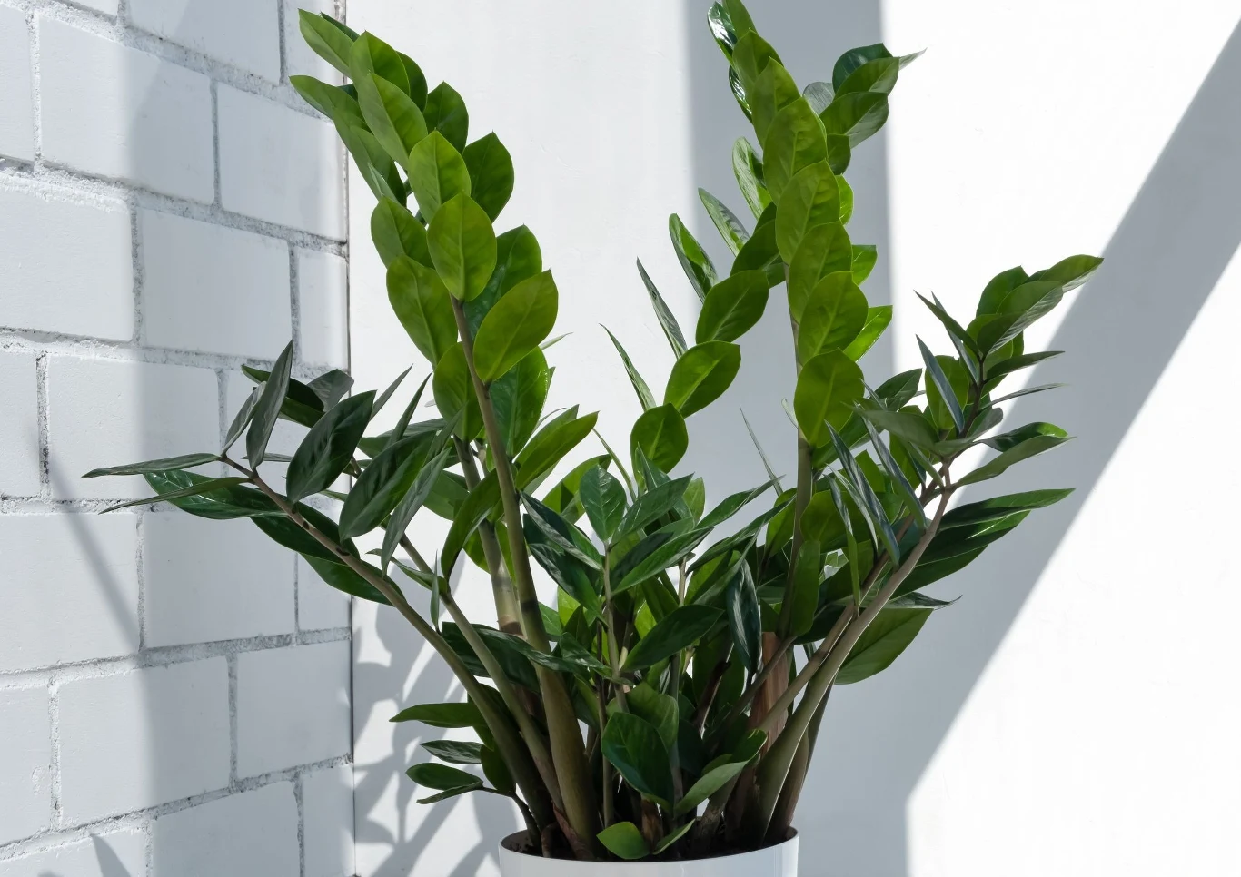 Zamiokulkas zniesie dłuższe okresy suszy i nie wymaga wyszukanych zabiegów pielęgnacyjnych