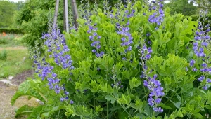 Piękna, niewymagająca i całkowicie mrozoodporna. Baptysja błękitna to doskonała propozycja dla każdego ogrodnika.