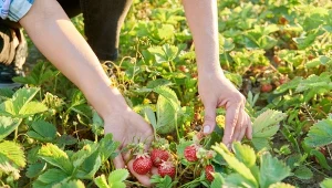 Czym nawozić truskawki, by obficie owocowały? Wypróbuj naturalne sposoby.