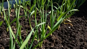 Co zrobić, żeby główki czosnku były duże i twarde. Jest na to prosty sposób.