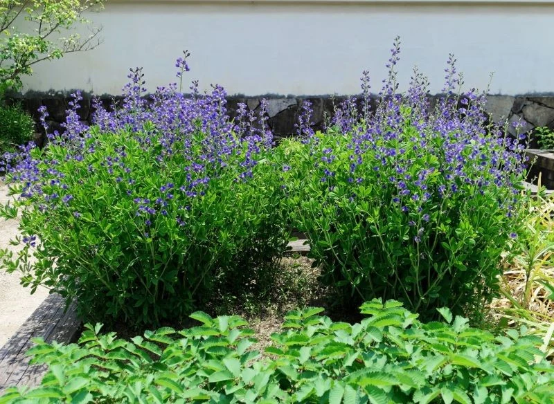 Baptysja błękitna wyróżnia się wzniesionym pokrojem