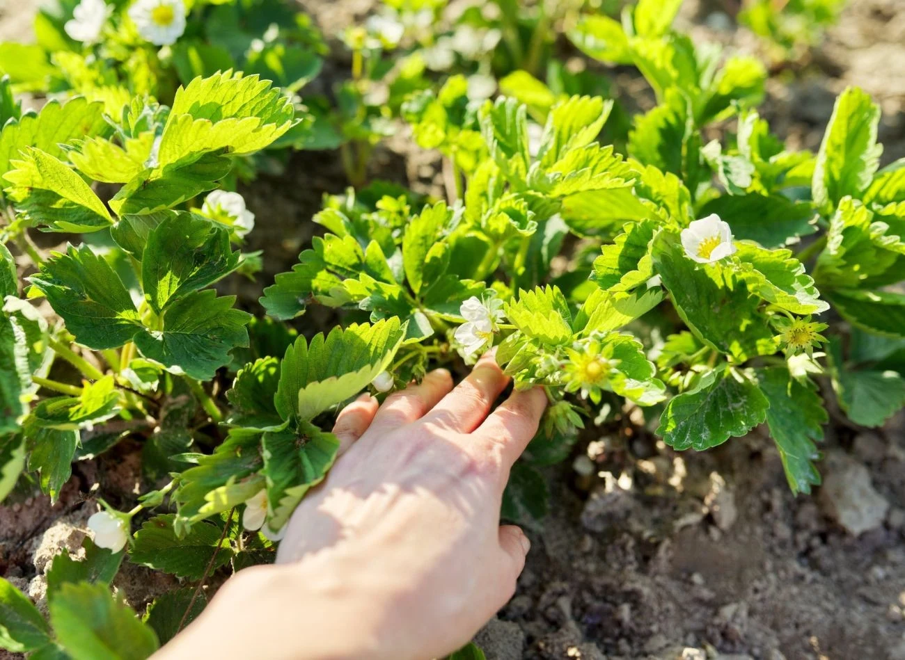 Napar z kopru zawiera wiele składników mineralnych oraz witamin, które stymulują wzrost truskawek