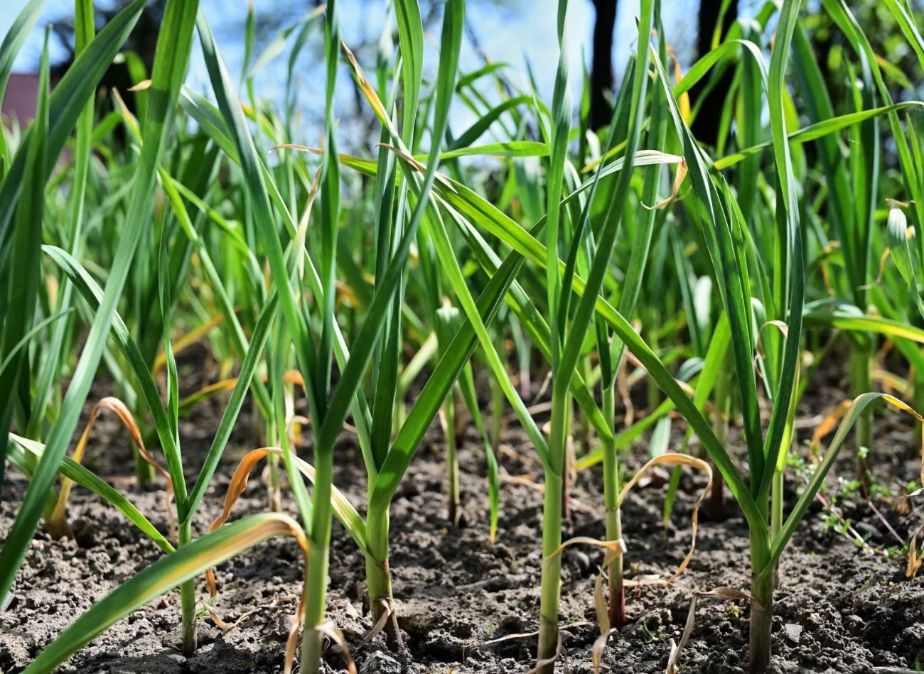 Kiedy liście czosnku żółkną i zaczynają się załamywać, to znać, że można go zebrać