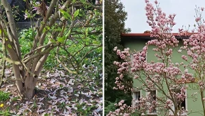 Przycinanie magnolii przyda się, gdy krzew pnie się w górę, a korona przestaje być zwarta i zaokrąglona. Odmłodzenie przyda się starym roślinom z niskimi, nieproduktywnymi pędami. Fot. Alicja Rabiko-Woźniak/Barbara Machalska-Cyran