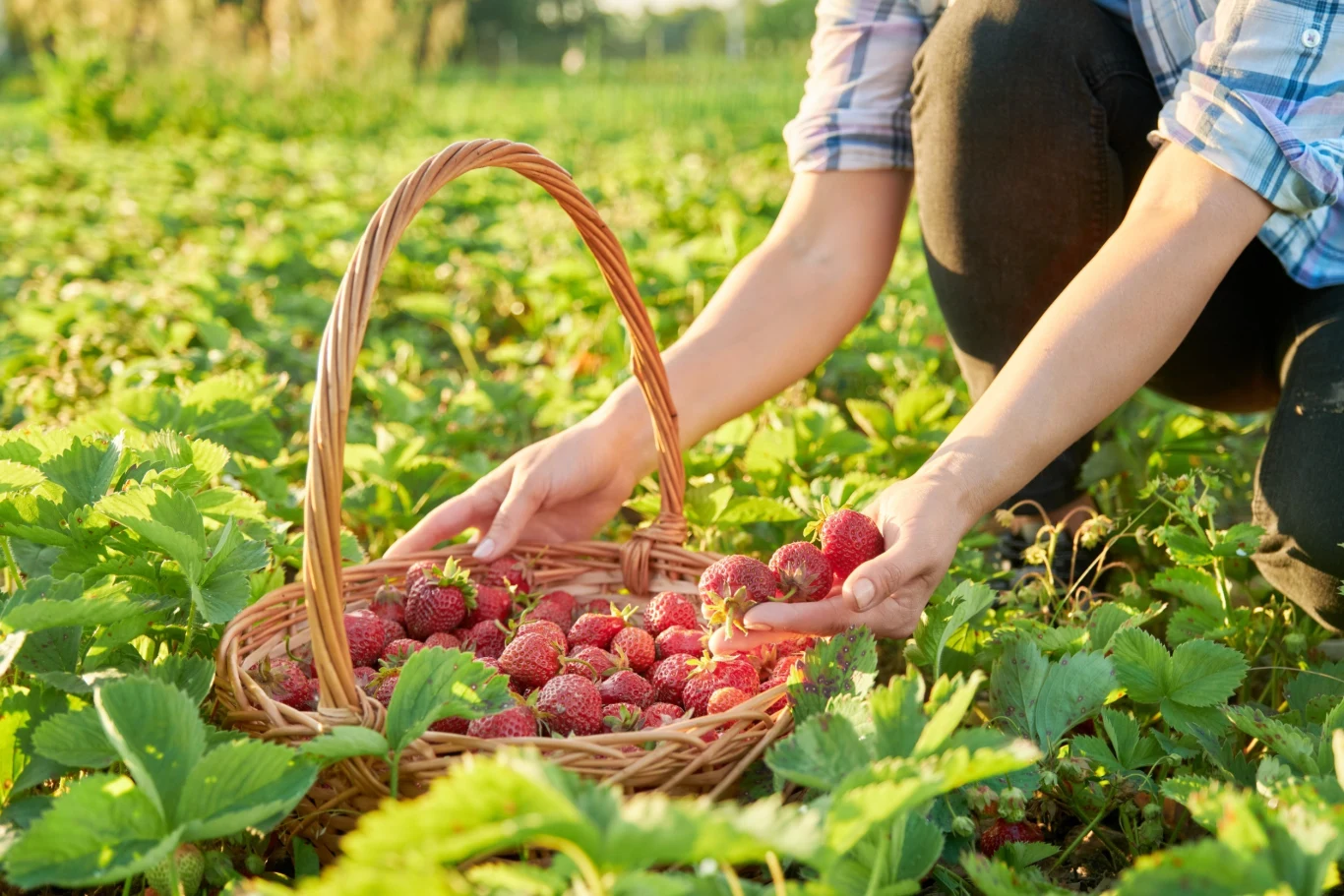 Truskawki warto nawozić również latem, tuż po zakończeniu zbiorów
