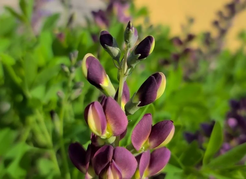 Najciekawsze odmiany baptysji to kolorowe hybrydy