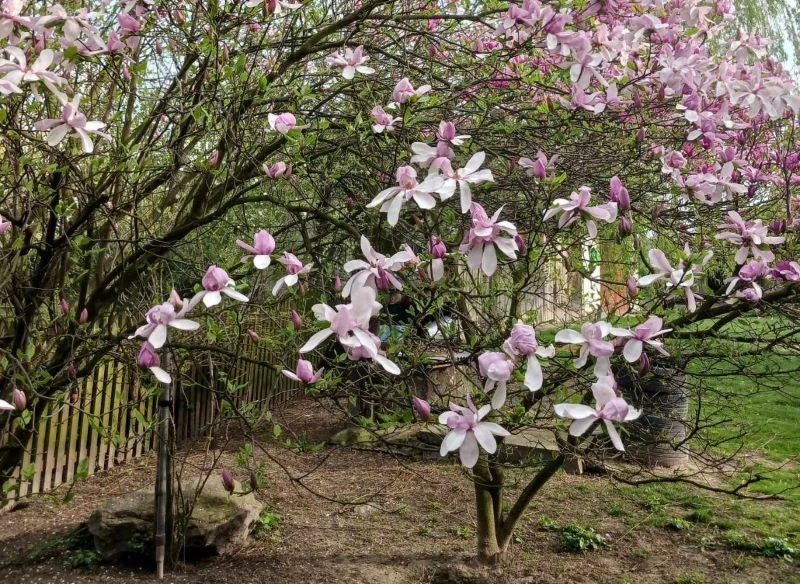 Magnolia nie wymaga regularnego przycinania co sezon, ale warto zadbać o cięcie kształtujące i korygujące prześwietlanie raz na jakiś czas