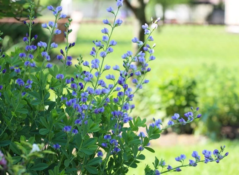 Słoneczne lub lekko zacienione stanowisko będzie najlepsze dla baptysji błękitnej