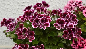 Najpiękniejsze odmiany pelargonii angielskiej pozwolą ci udekorować balkonowy parapet oraz odciągnąć wzrok od nieestetycznej balustrady. To kwiaty, które zachwycają kolorami i gęstym ukwieceniem.