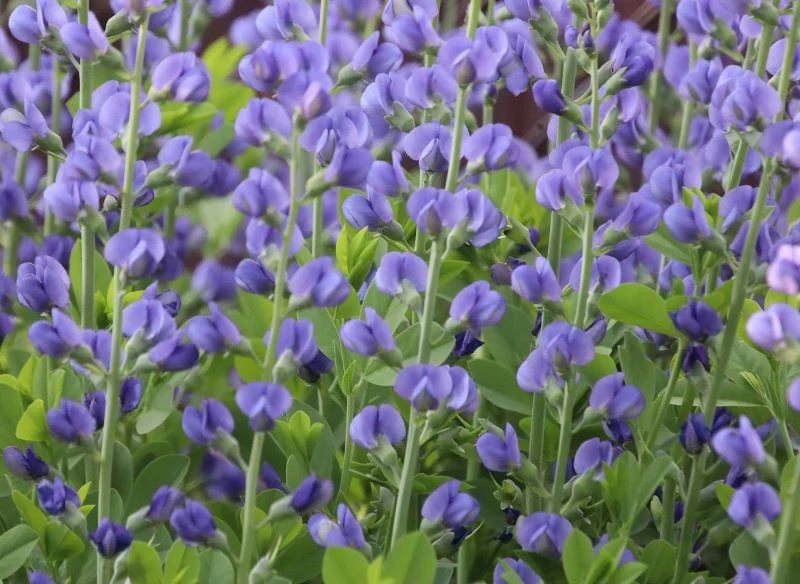 Z baptysji błękitnej warto pozbywać się przekwitłych kwiatostanów, by przedłużyć jej kwitnienie