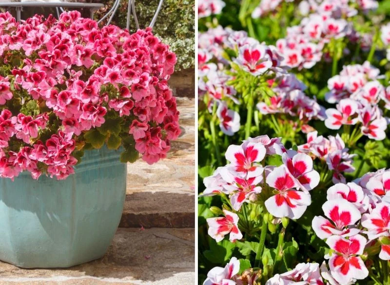 Pelargonie angielskie, nazywane też królewskimi, doskonale prezentują się w większych donicach, które gęsto porastają baldachami dwubarwnych kwiatów