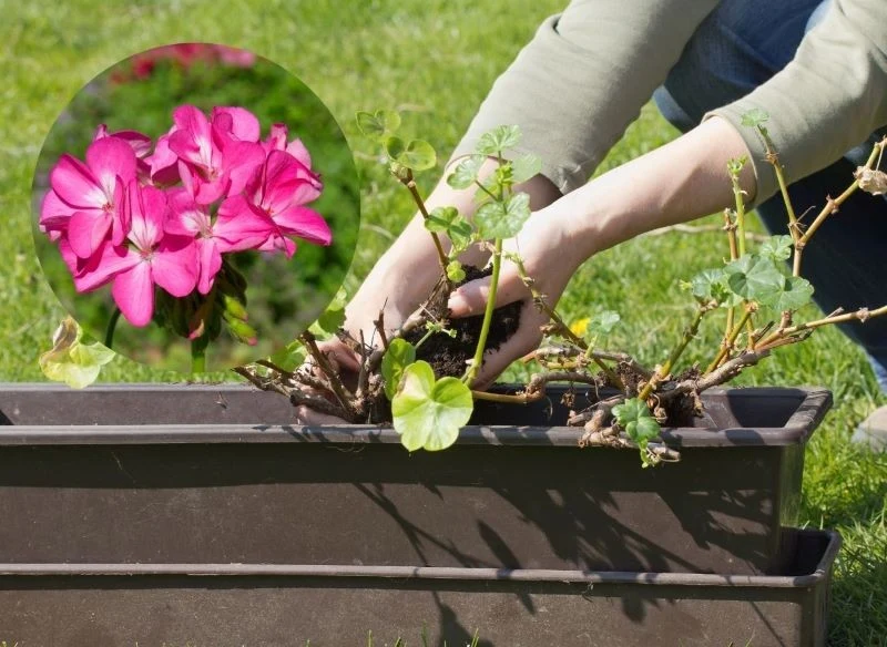 Przenosząc pelargonie do nowego podłoża po okresie zimowania, daj im czas na adaptację w nowym środowisku, zanim wystawisz je na działanie czynnikó...
