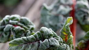 W maju po raz kolejny wracają przymrozki – które noce będą najzimniejsze? Zimna Zośka niesie spadek temperatur, ale mogą one wystąpić już przed 15 maja. Miej się na baczności i chroń rośliny.