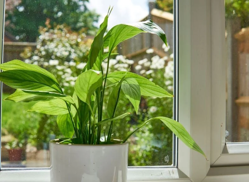 Skrzydłokwiat nie zakwitnie, jeśli nie zapewnimy mu odpowiednich warunków