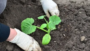 Wypełnienie dołka pod sadzonką ogórka, jest uzasadnione z wielu powodów.