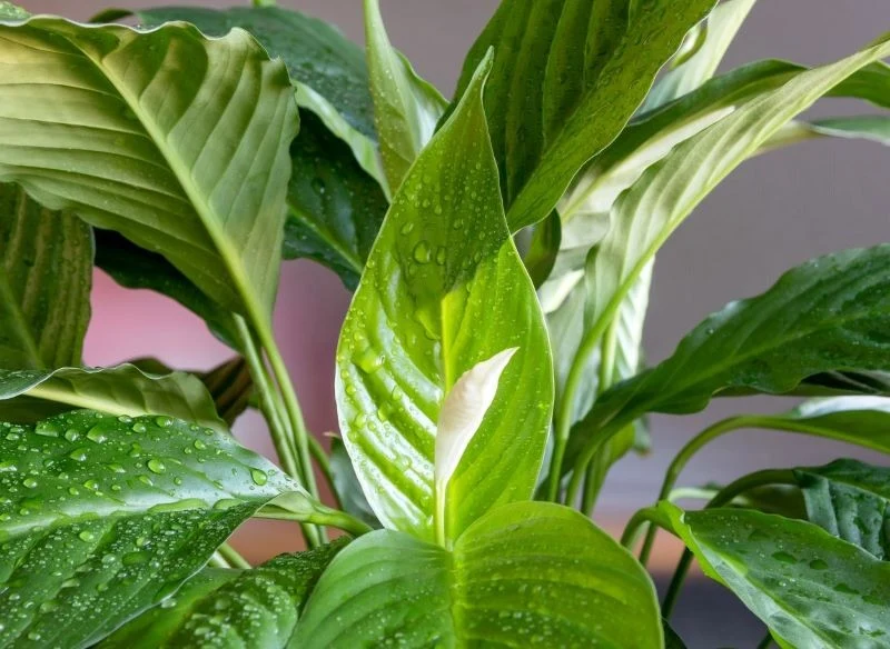 Właściwie dobrane odżywki sprawią, że skrzydłokwiat wypuści pąki kwiatowe