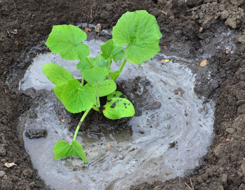 Przygotowanie gleby, a zwłaszcza dołków pod sadzonki ogórków, nie jest trudne