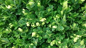 Co zrobić, żeby bukszpan wypuścił dużo liści i pięknie się zazielenił?