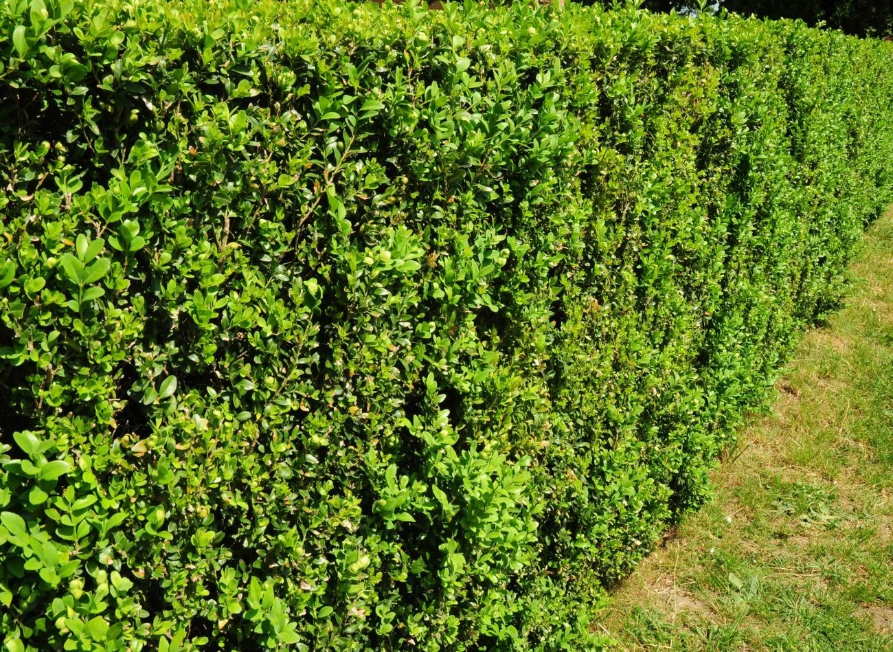 Bukszpan powinno się przycinać trzy razy w roku