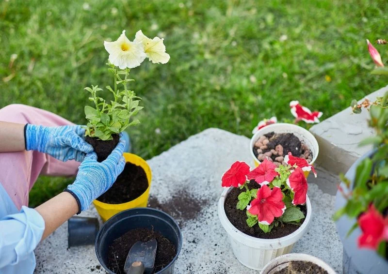 Surfinii Nie sadzimy jej ani zbyt głęboko, żeby nie zagniwała, ani zbyt płytko