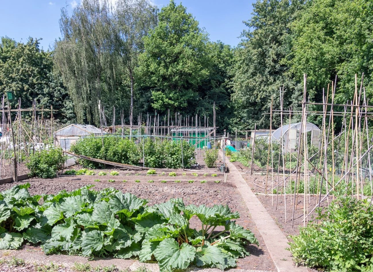 Przed zakupem działki ROD warto przeanalizować wszystkie zalety i wady inwestycji