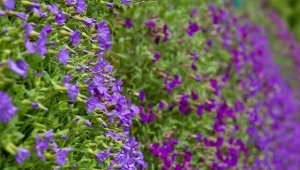 Nierembergia kwitnie przez całe lato, zachwycając barwnymi kaskadami kwiatów.