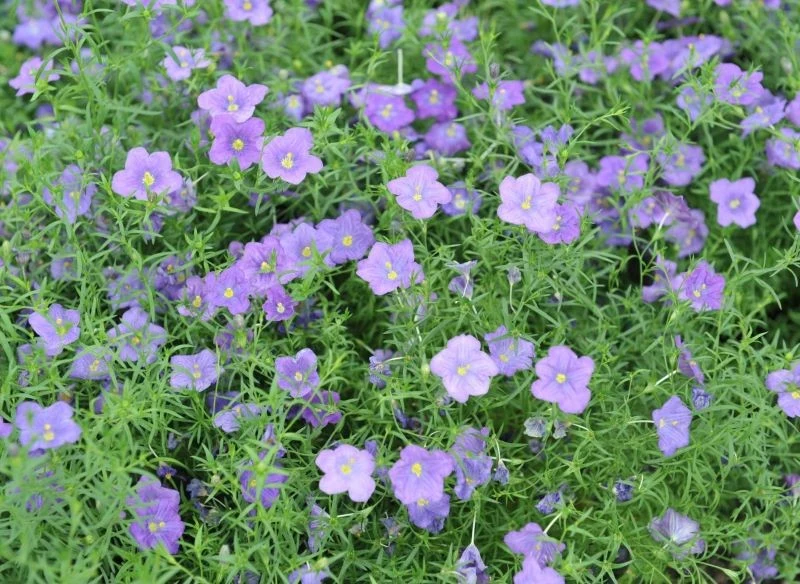 Gęsty pokrój i bujne kwitnienie to atuty nierembergii