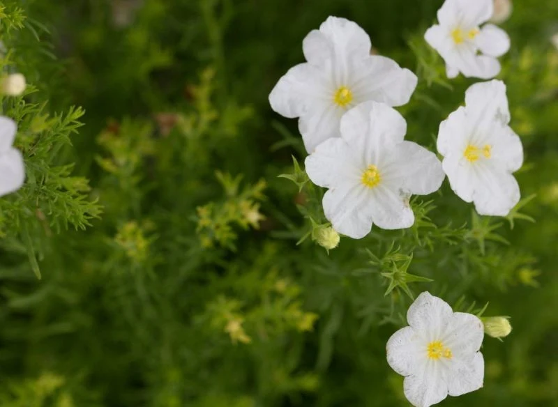 Niektóre odmiany nierembergii kwitną na biało
