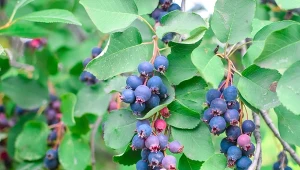 Sprawdź, jak uprawiać świdośliwę lamarcką.