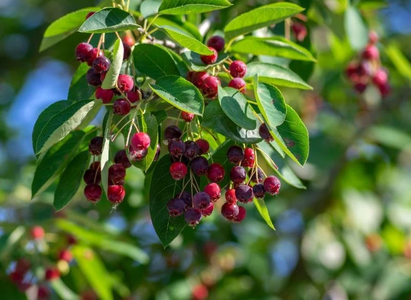 Początkowo czerwone owoce świdośliwy lamarckiej z czasem stają się purpurowe