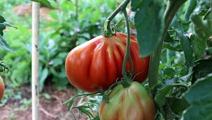 Co włożyć pod korzenie pomidorów, by dobrze rosły? Kuchenny odpad sprawdza się najlepiej.