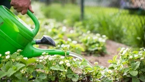 Płynne nawozy do owoców, warzyw i kwiatów w ogrodzie. 5 przepisów na naturalnej bazie