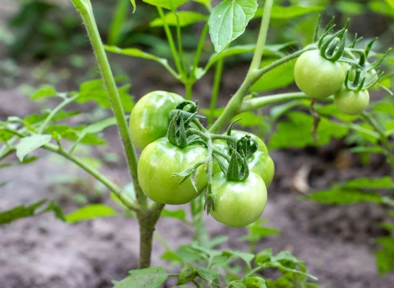 Użyźnienie gleby w miejscu, gdzie sadzimy pomidory, jest sekretem udanej uprawy