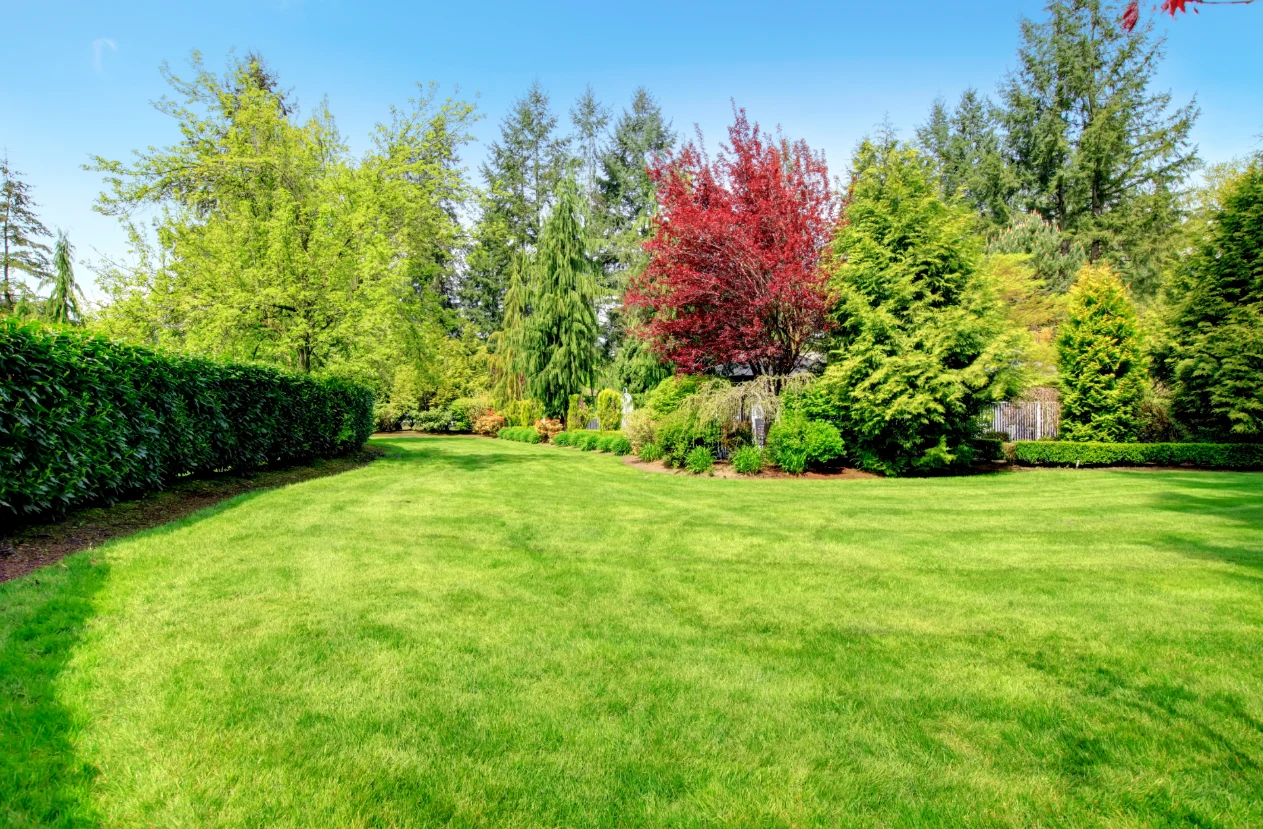 Latem kosimy trawnik 2 cm wyżej niż wiosną