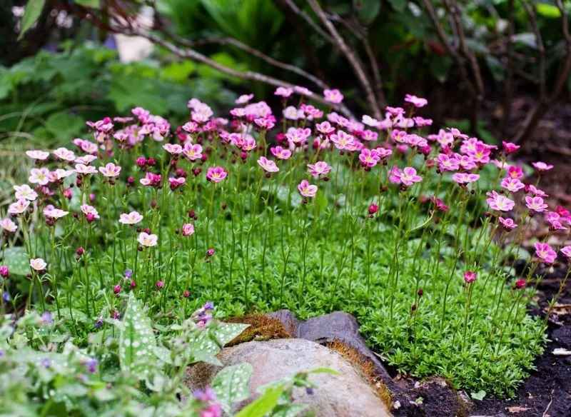 Kwiaty skalnicy Arendsa wznoszą się nad rozetami liści