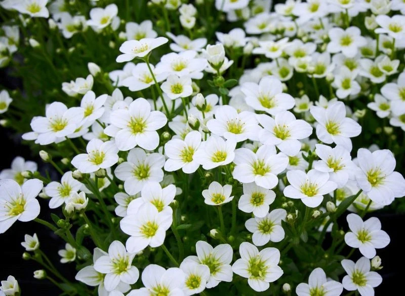 Niektóre odmiany skalnicy Arendsa mają białe kwiaty