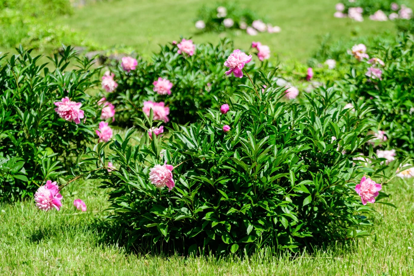 Rodzaj piwonii liczy ok