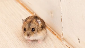 W naszych domach najczęściej natrafiamy na myszy polne, szukające w siedzibach ludzkich pożywienia i ciepła.