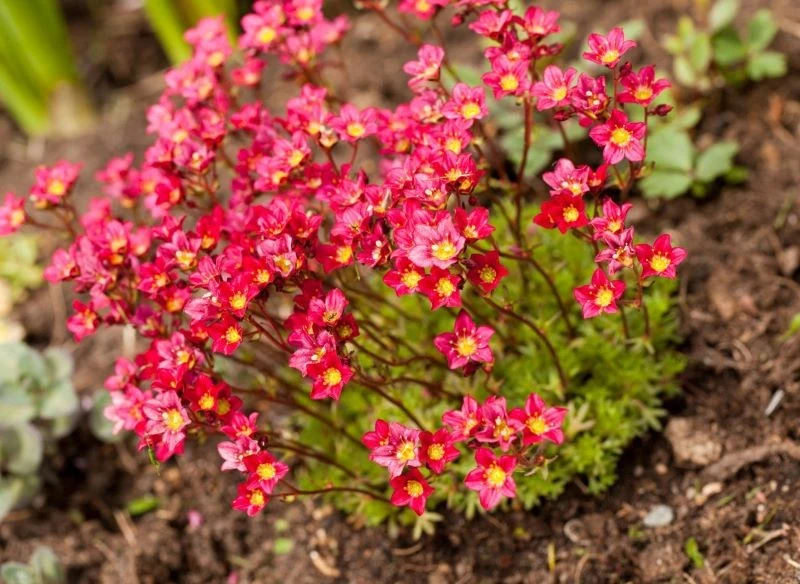 Skalnica Arendsa może rosnąć na słonecznym lub półcienistym stanowisku