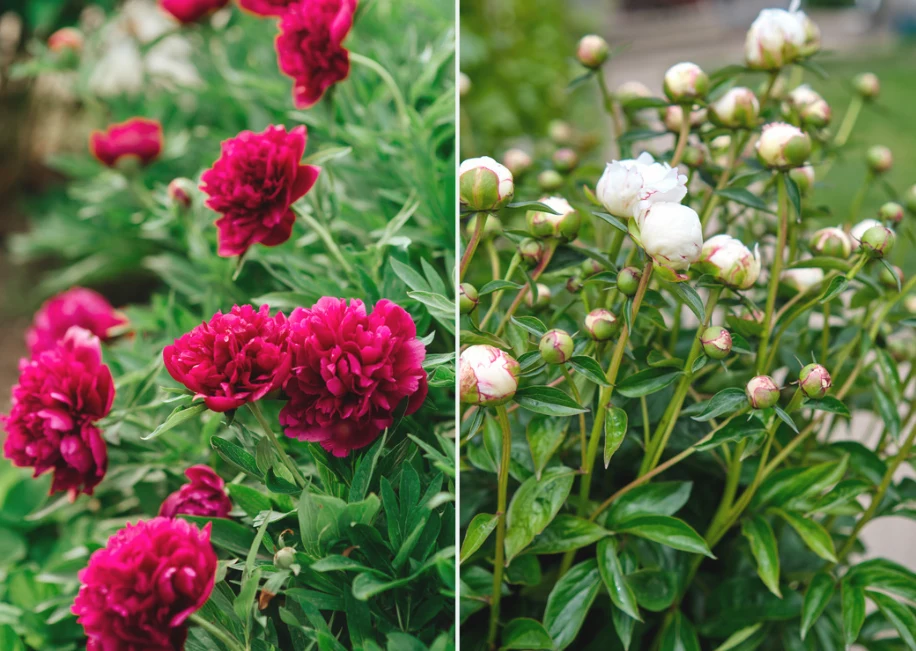 Piwonie preferują stanowisko słoneczne