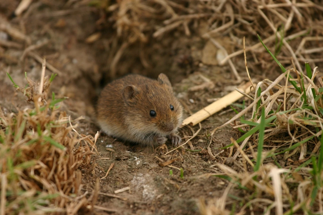 Walka z myszami często wiąże się z ich zabijaniem, co nie wpisuje się w humanitarne traktowanie zwierząt