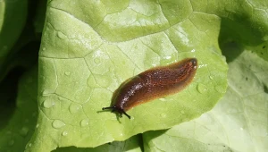 Jak pozbyć się ślimaków bez skorupy? Zrób oprysk, który zaskakuje skutecznością.