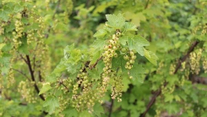 Porzeczka nie zawiązuje owoców? Sprawdź, jak ją do tego pobudzić.