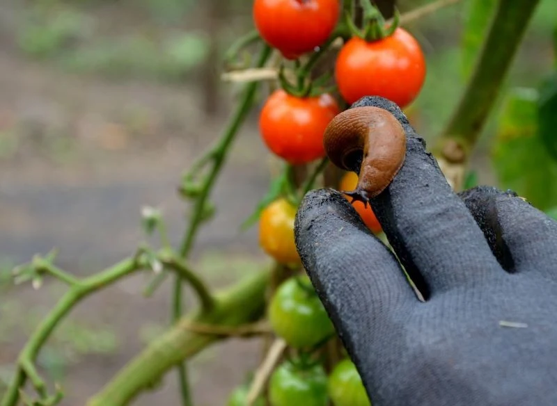 Wiedza na temat tego, czego nie lubią ślimaki, pomaga w pozbyciu się ich z ogrodu i zabezpieczeniu cennych upraw