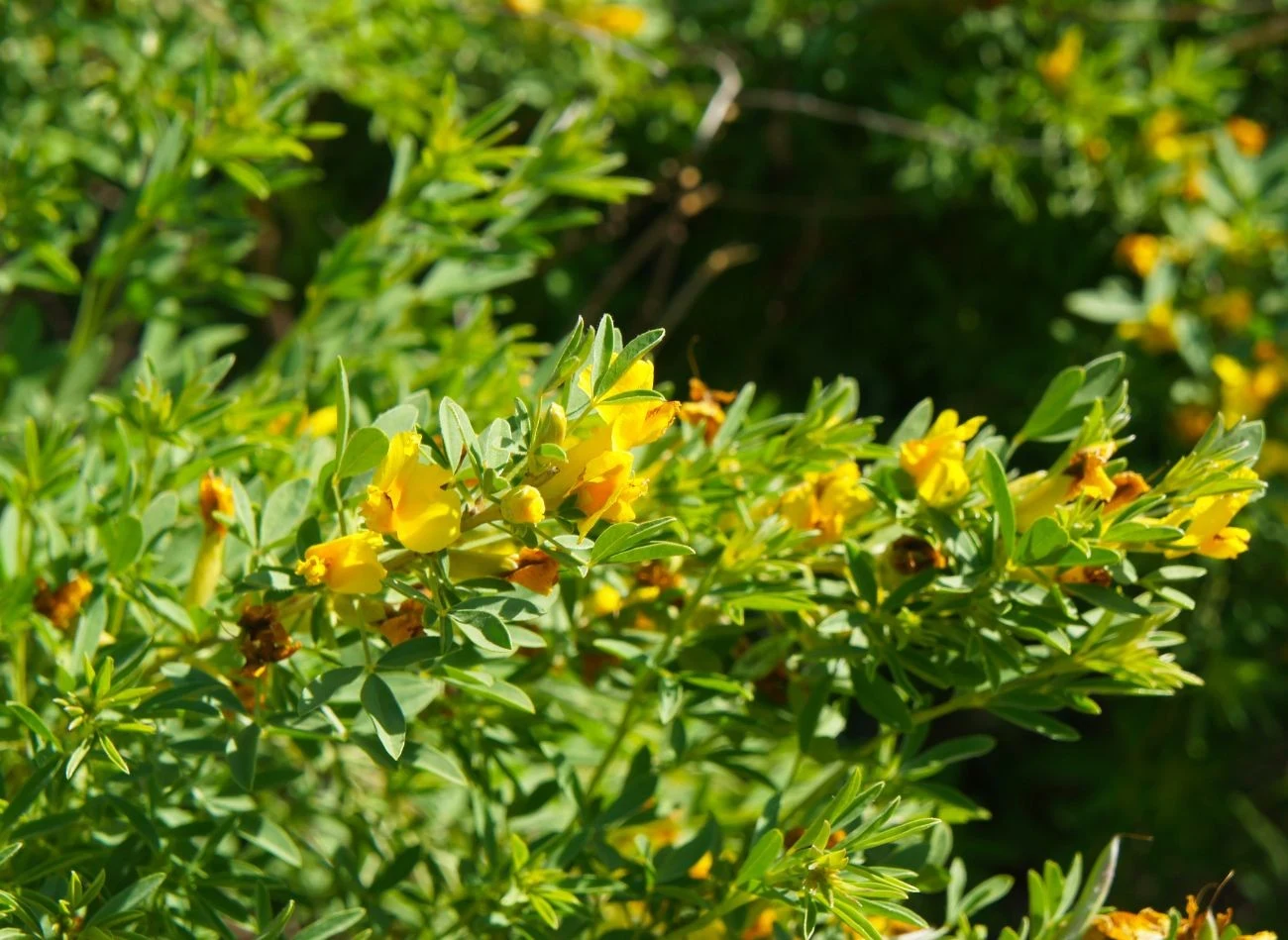 Karagana syberyjska doskonale sprawdzi się w piaszczystych glebach