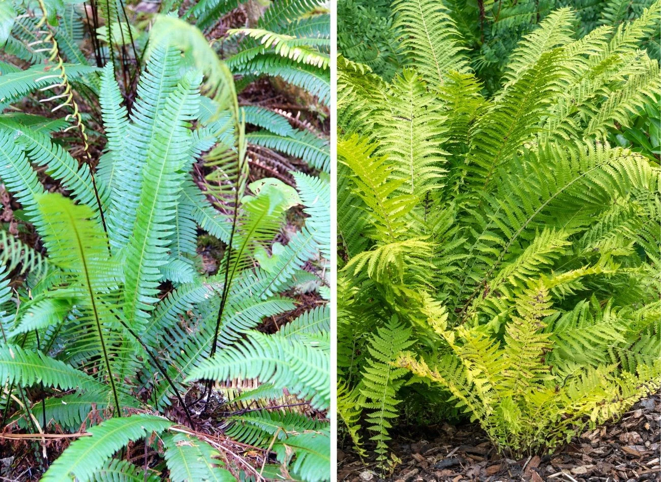 Poderzeń żebrowiec i pióropusznik strusi to gatunki paproci najlepsze do cienia